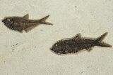 Foot Green River Fossil Fish Mural With Priscacara & Phareodus #224600-3